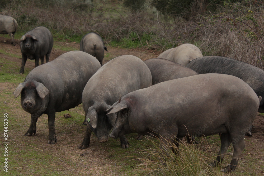 Black Pig Black Pig
