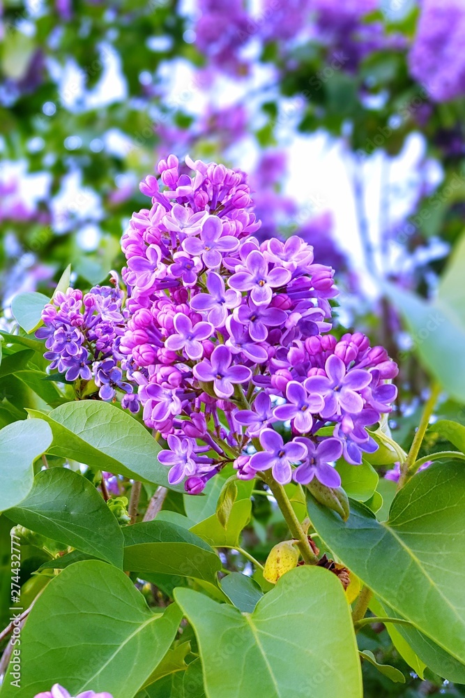 Lilac tree branches with beautiful small flowers in the spring garden Lilac tree branches with beautiful small flowers in the spring garden