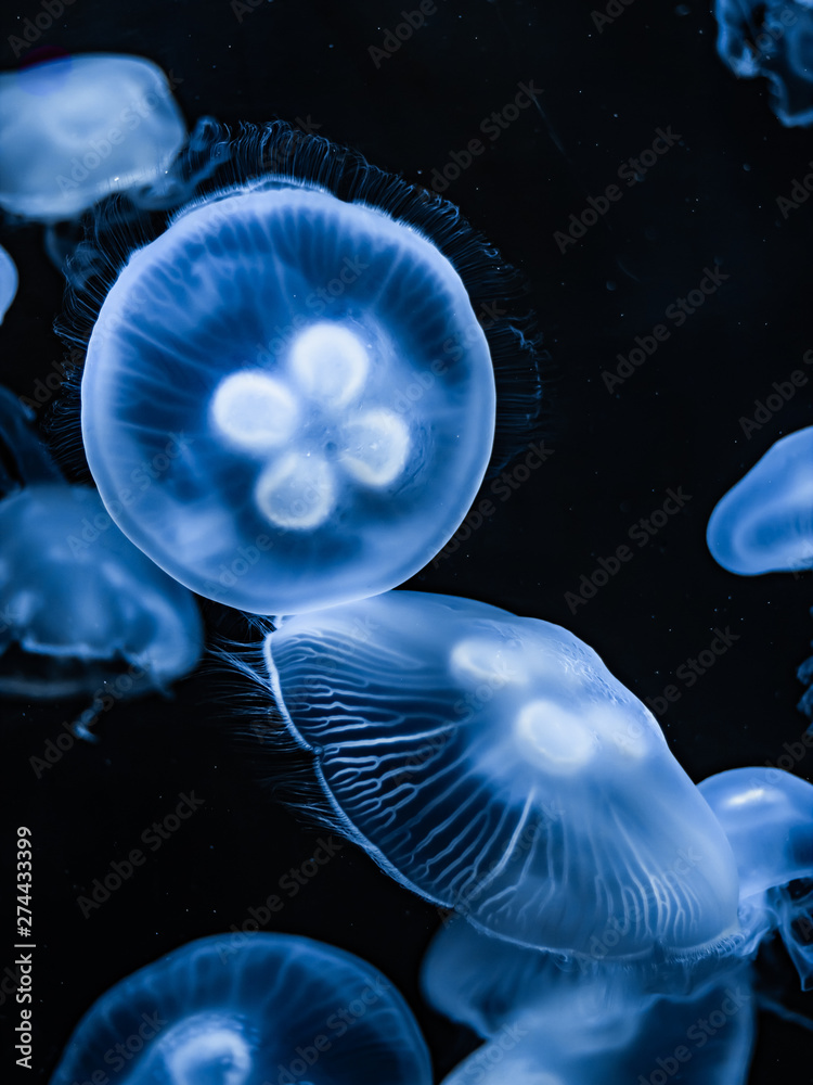 Obraz premium Jellyfish