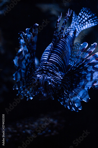 LionFish