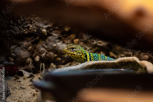 Green Lizard