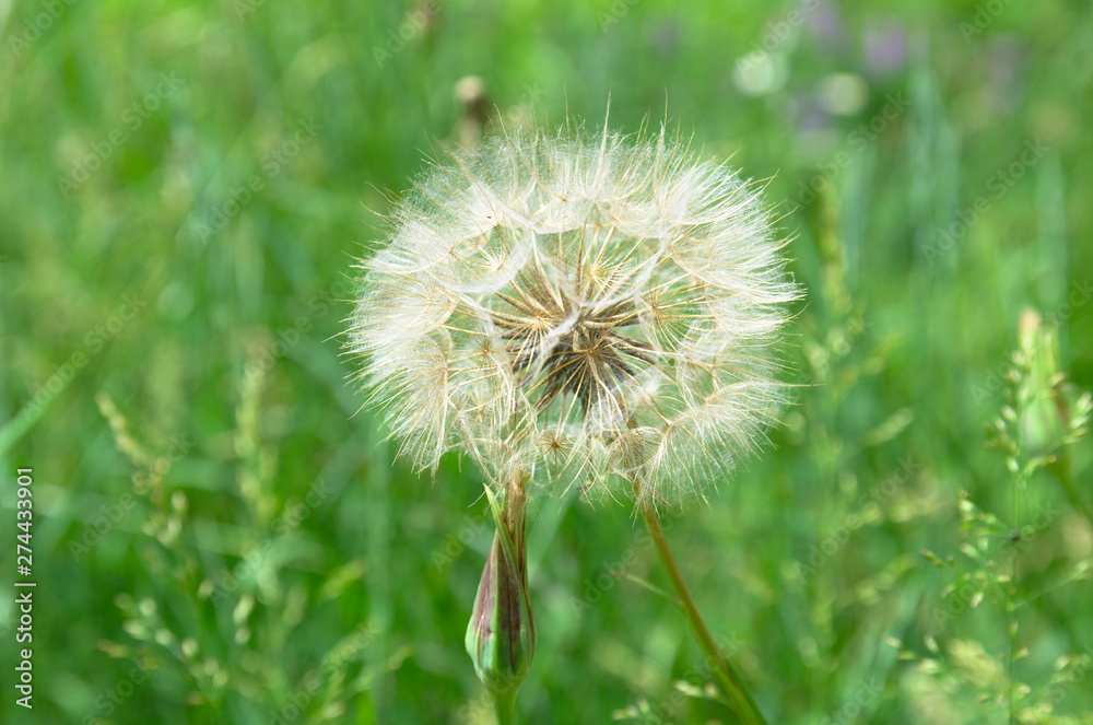 Big dandelion on a green meadow