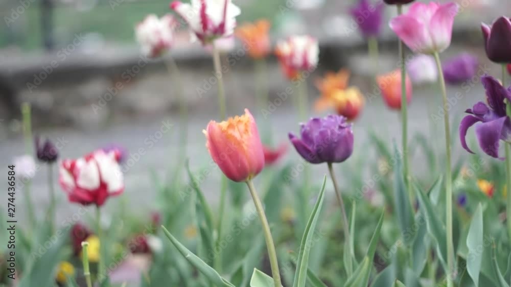 Tulips and Other Colorful Spring Flowers in Public Park Garden Close Up Tulips and Other Colorful Spring Flowers in Public Park Garden Close Up