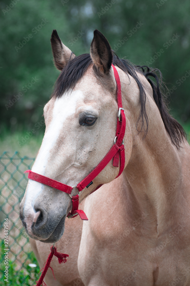 Obraz premium Light coffee colored horse 