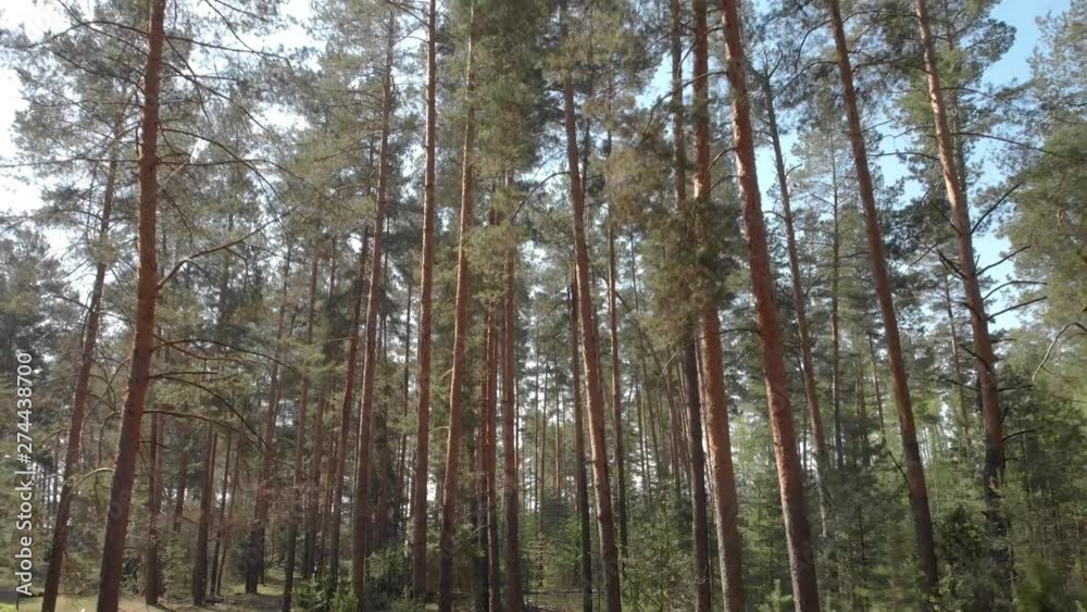 Beautiful Trunks Of Coniferous Forest On A Sunny by Roman Silantev ~ Stock Video Submitted 19th June 2019 Beautiful Trunks Of Coniferous Forest On A Sunny by Roman Silantev ~ Stock Video Submitted 19th June 2019