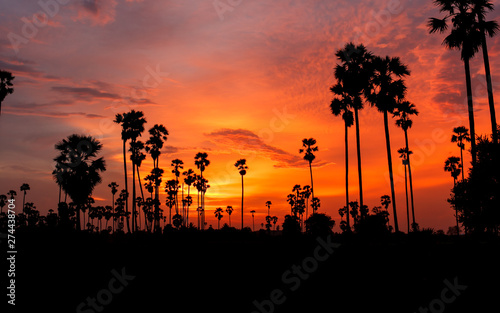 Sugar Palm Tree as silhouette in sky sunset twilight time