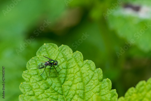 Long-Legged Fly on a Lemon Balm Leaf