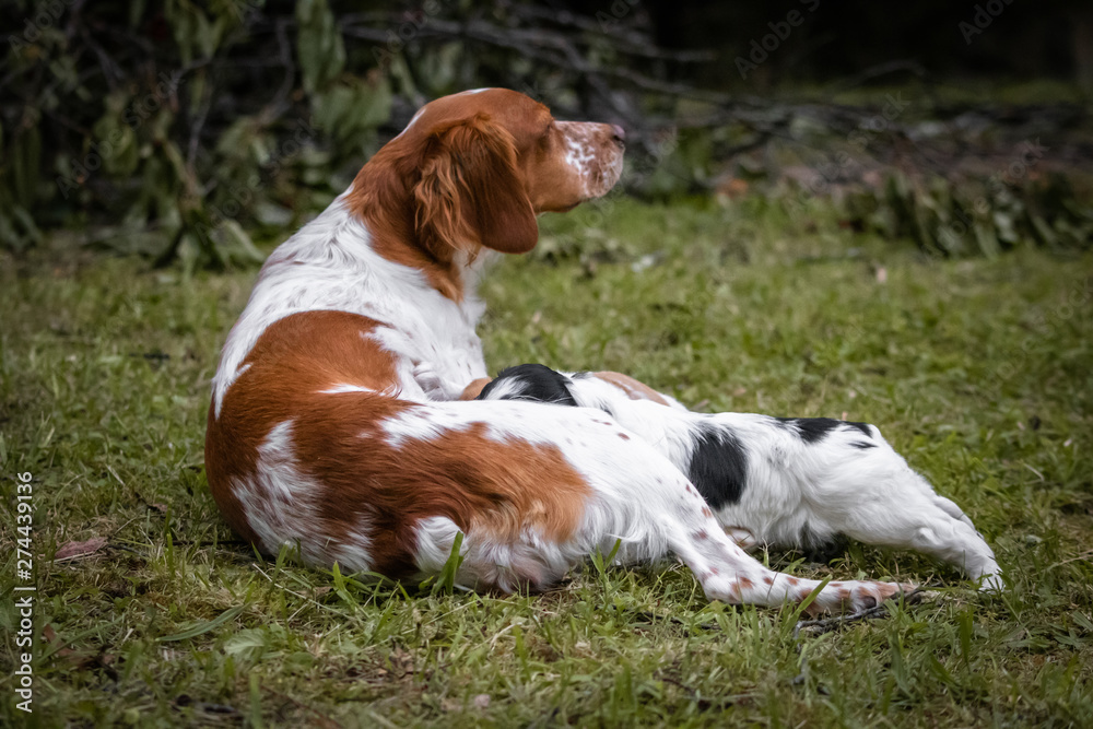 love and affection between mother and baby children brittany spaniels dogs