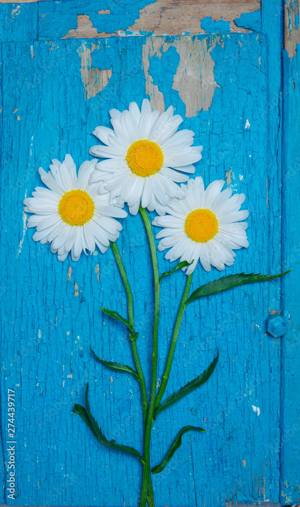 Obraz premium daisy flower on old wooden background. background and texture