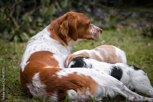 love and affection between mother and baby children brittany spaniels dogs