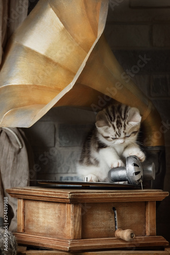 Little striped kitten sitting on the gramophone