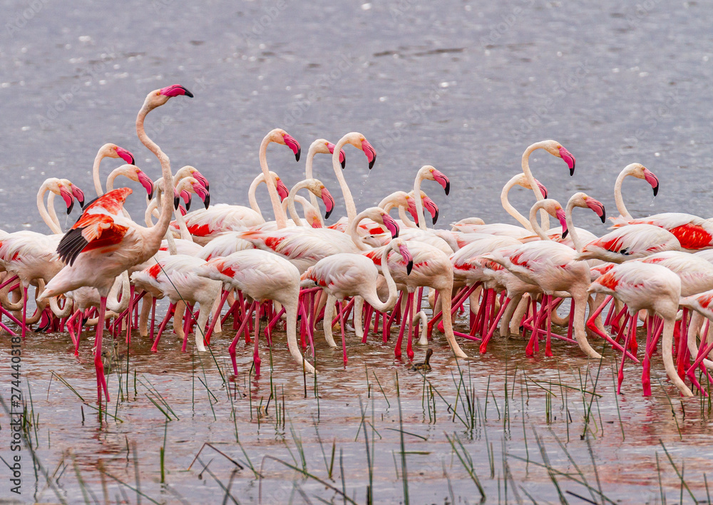 Obraz premium Pink Lesser flamingoes flamingos (Phoeniconaias minor / Phoenicoparrus / Phoenicopteridae), group close together with necks and heads up. Lake Nakuru National Park Kenya East Africa