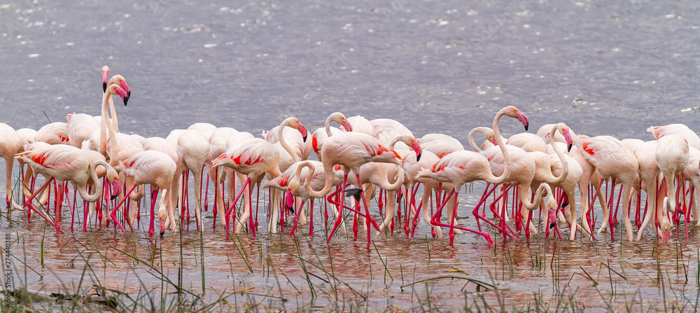 Naklejka premium Pink Lesser flamingoes flamingos Phoenicoparrus Lake Nakuru National Park Kenya East Africa