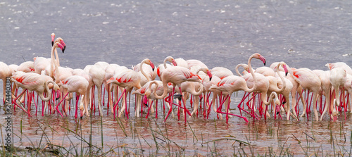 Pink Lesser flamingoes flamingos Phoenicoparrus Lake Nakuru National Park Kenya East Africa