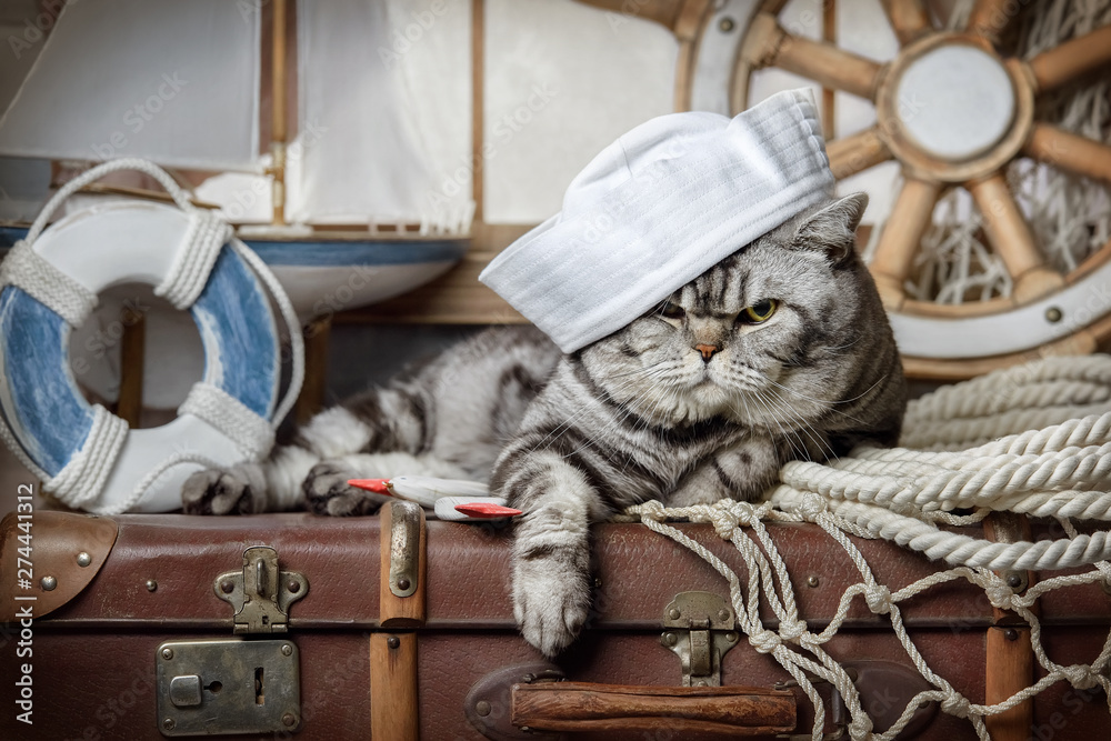 Striped cat on a suitcase by the window Striped cat on a suitcase by the window