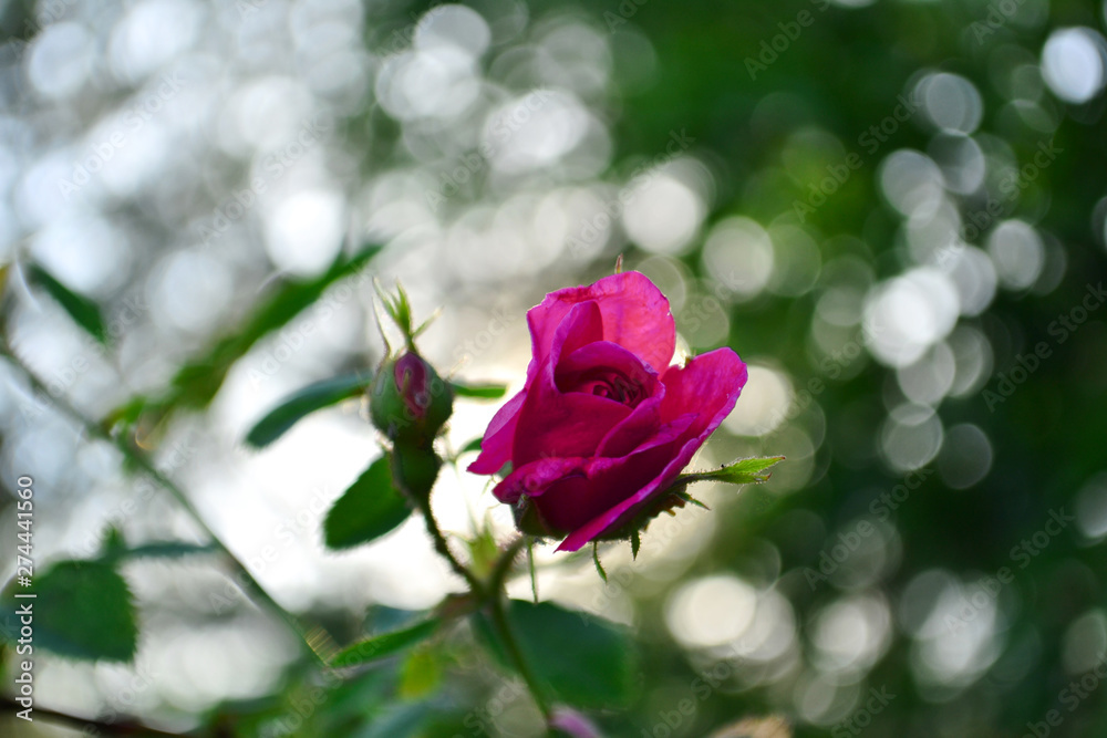 rosebuds in the garden on a blurred background rosebuds in the garden on a blurred background