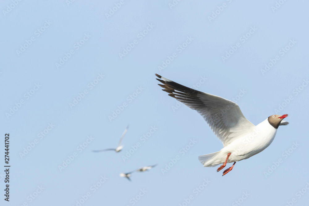 Seagull bird flying on sky nature background. Close up view of bird seagull flying in sky at Bangboo Samut Prakan Thailand.
