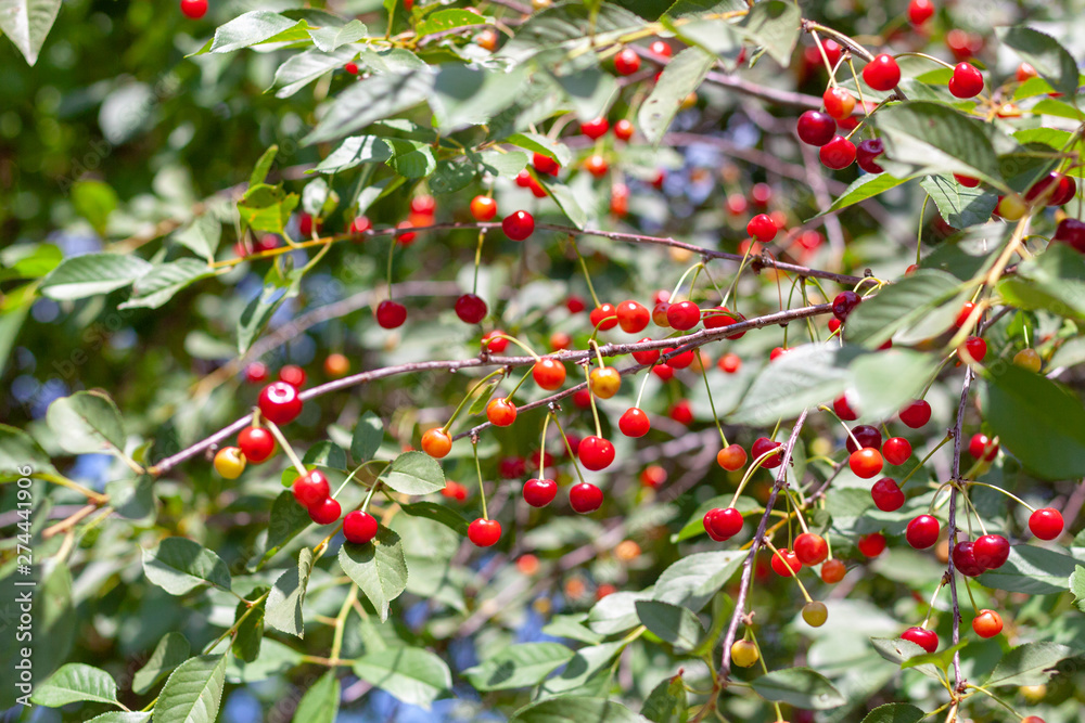 cherry tree branch. ripe red berries of fruit tree.