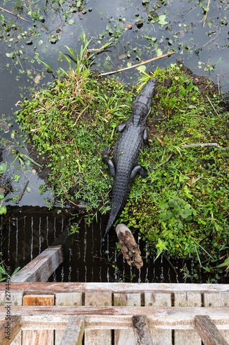 Cayman in Ibera Wetlands, Argentina photo