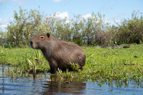 Capybara and cayman in Ibera Wetlands, Argentina
