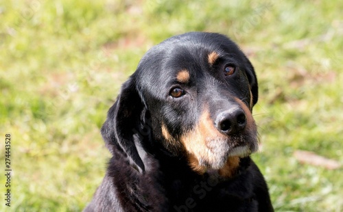 Beauceron