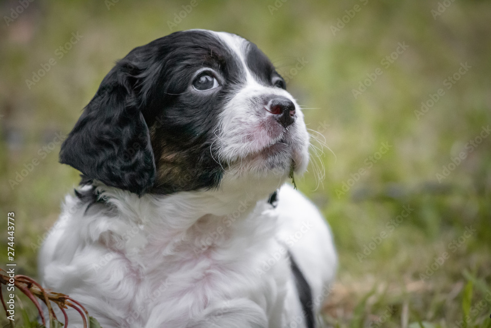 close up of cute baby brittany dog looking out of the box wanting to go out