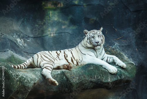 White bengal tiger looking