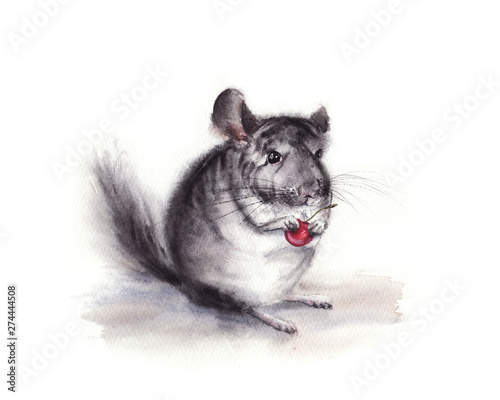 Fototapeta Naklejka Na Ścianę i Meble -  hand drawn watercolor  illustration of gray fluffy  chinchilla isolated on white background with cherry in the paw. little mouse, rat