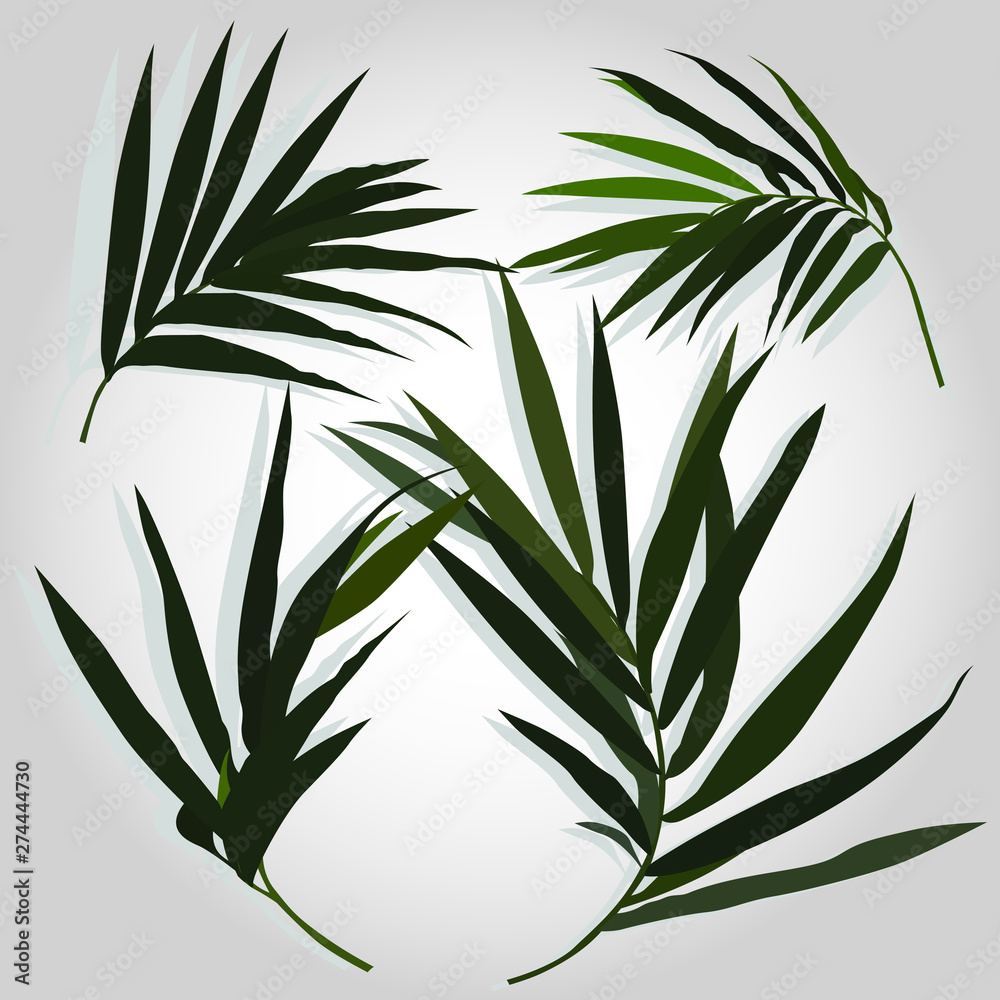 Fototapeta premium Vector realistic palm leaf isolated on a white background. Tropical leaves. Exotic plant. Botanical design element.