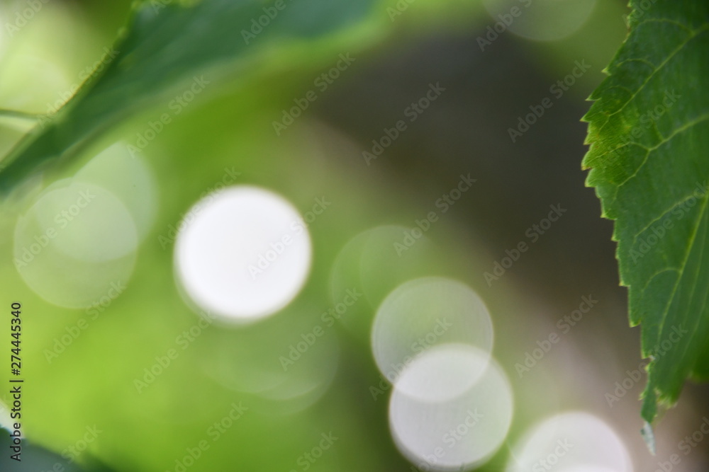 Obraz premium bokh vert 