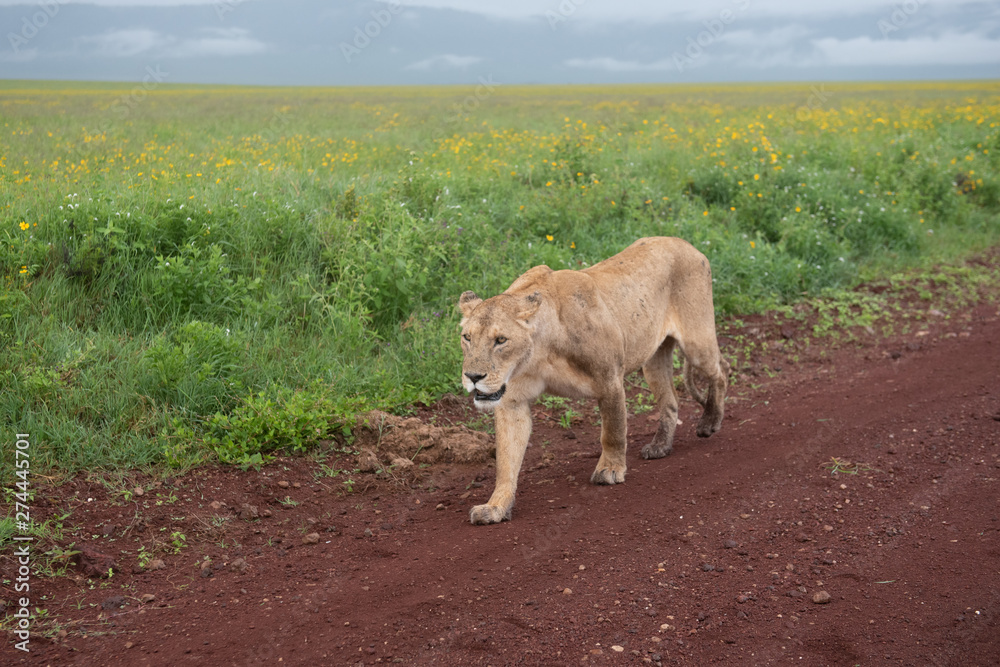 Fototapeta premium Panthera leo Big lion lying on savannah grass. Landscape with characteristic trees on the plain and hills in the background