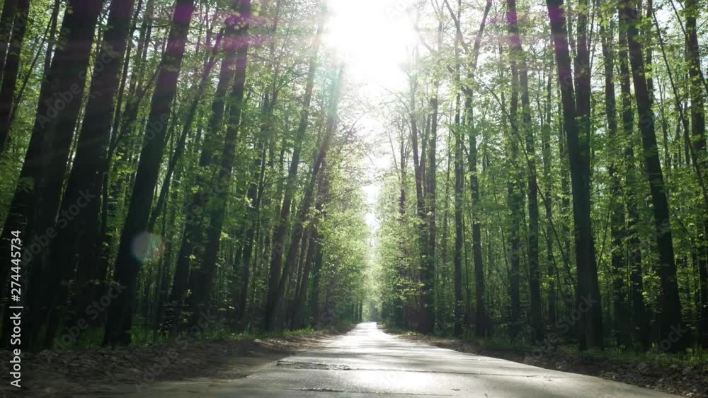 Walk Through The Alley In The Summer Forest In T Walk Through The Alley In The Summer Forest In T