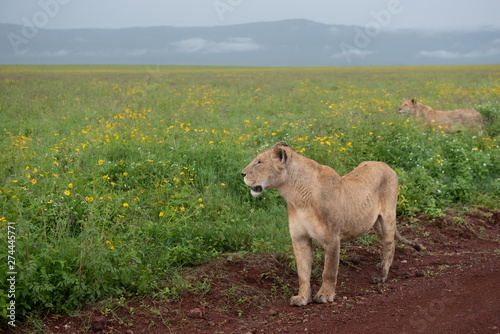 Panthera leo Big lion lying on savannah grass. Landscape with characteristic trees on the plain and hills in the background