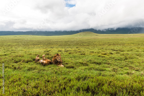 Fototapeta Naklejka Na Ścianę i Meble -  Panthera leo Big lion lying on savannah grass. Landscape with characteristic trees on the plain and hills in the background