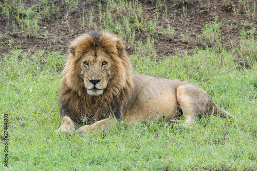 Panthera leo Big lion lying on savannah grass. Landscape with characteristic trees on the plain and hills in the background