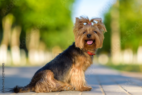 Portrait of a Yorkshire Terrier in the park. Photographed close-up with a highly blurred background. © shymar27
