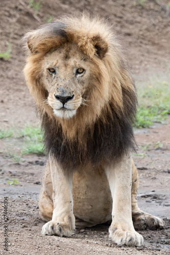 Panthera leo Big lion lying on savannah grass. Landscape with characteristic trees on the plain and hills in the background