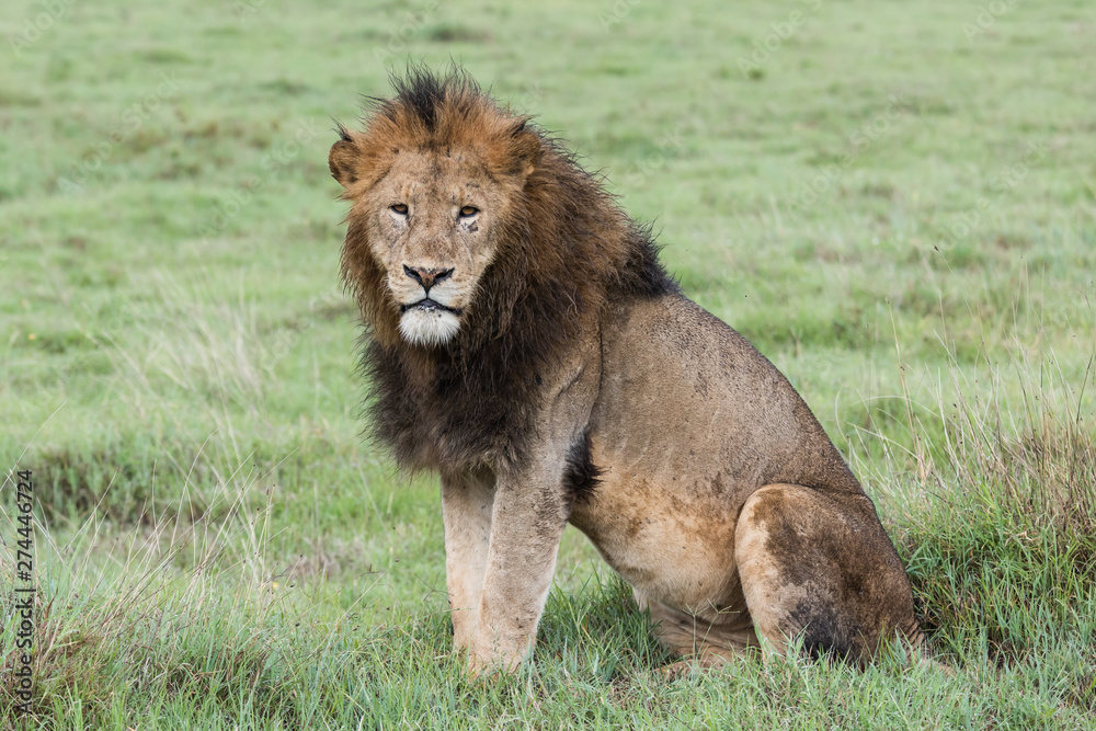 Panthera leo Big lion lying on savannah grass. Landscape with characteristic trees on the plain and hills in the background Panthera leo Big lion lying on savannah grass. Landscape with characteristic trees on the plain and hills in the background
