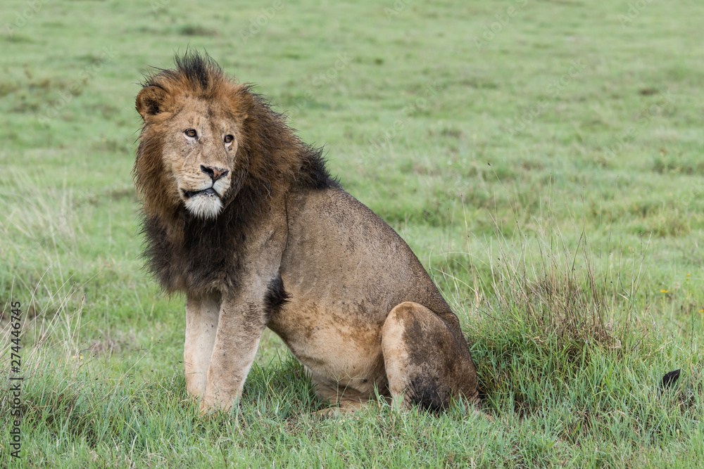 Panthera leo Big lion lying on savannah grass. Landscape with characteristic trees on the plain and hills in the background Panthera leo Big lion lying on savannah grass. Landscape with characteristic trees on the plain and hills in the background