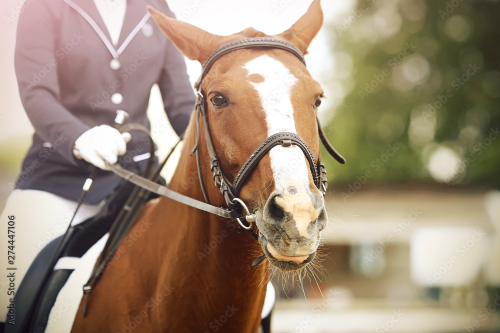 Obraz premium A Bay horse with a white spot on its face is dressed in dressage equipment, and a rider is sitting on it. Together they are participating in the summer horse show.