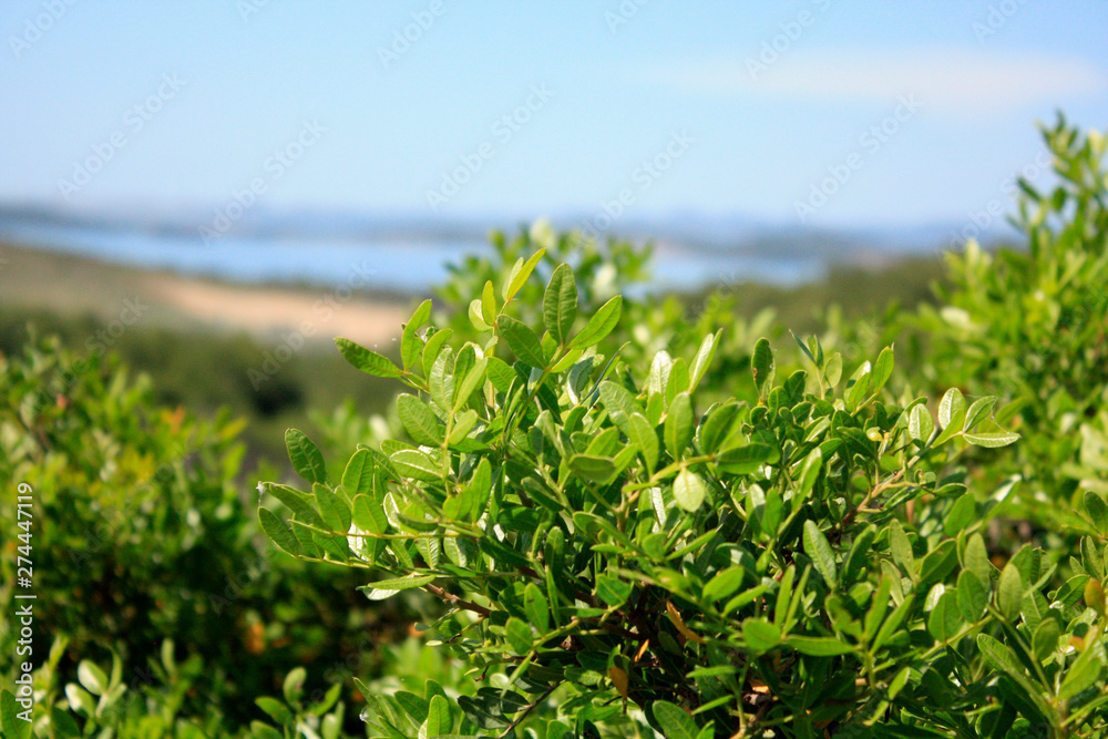Dalmatian landscape with mountains and Adriatic Sea in wild bushes mastic tree.