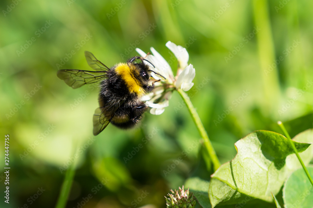 Bumblebee sucking nectar from a white clover flower with green vevetation background Bumblebee sucking nectar from a white clover flower with green vevetation background