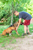 View on an man training an american staffordshire terrier and a german shepherd dog