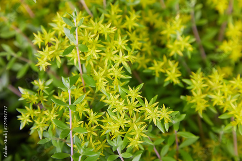 Sedum acre or Goldmoss stonecrop   Mossy stonecrop  Goldmoss sedum.  Perennial flowering plant with bright yellow starry flowers growing in the garden