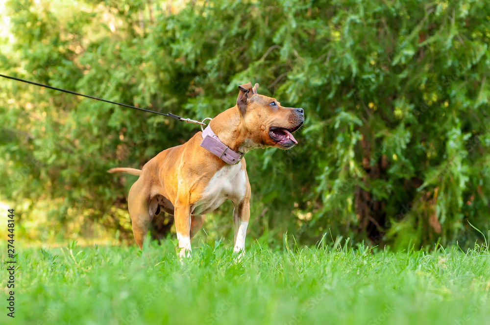 View on an american staffordshire terrier while pulling a rope