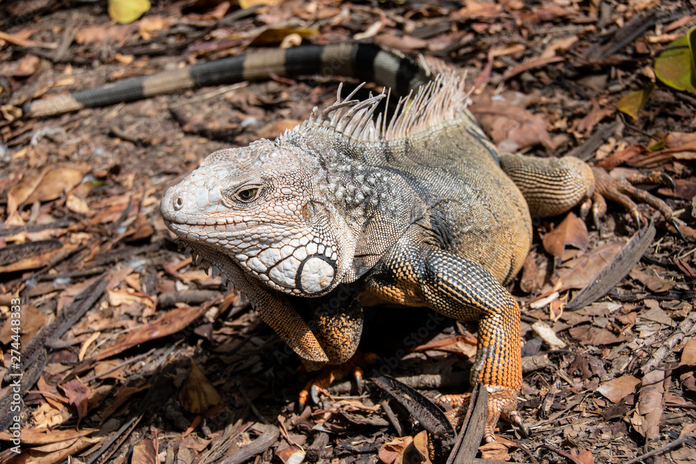 Naklejka premium Iguana