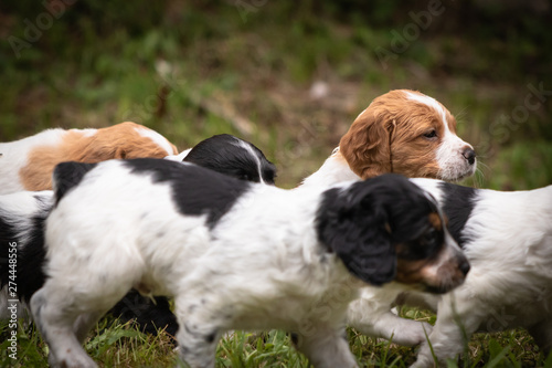 happy baby dogs brittany spaniel running