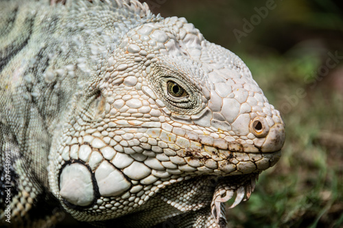 Iguana 