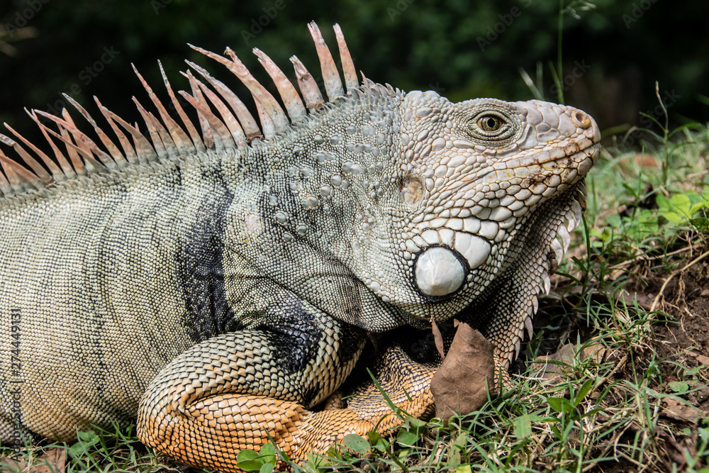 Iguana Iguana