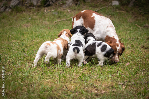 hungry puppies running after their mother  love and affection between mother and baby children brittany spaniels dogs